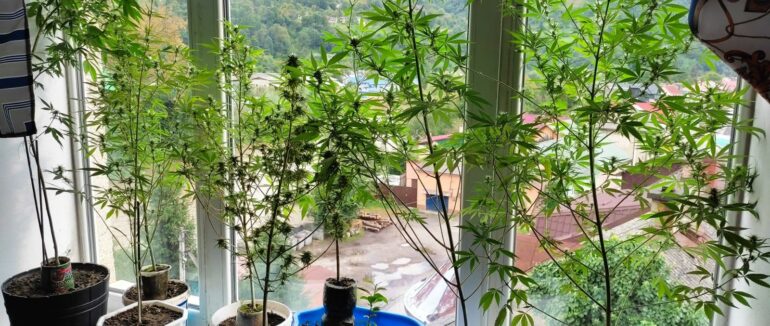 Закарпатець на балконі у горщиках вирощував майже тридцять рослин конопель