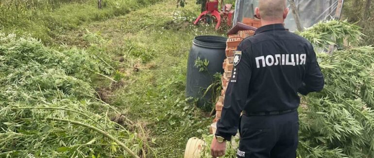 На Берегівщині чоловік вирощував нарковмісні рослини у теплиці