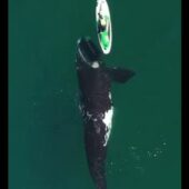 Кит підплив до сапбордистки та погрався з нею