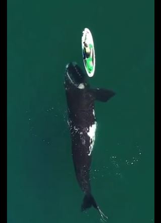 Кит підплив до сапбордистки та погрався з нею