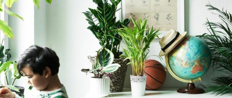 Учні – в школу, квіти – в хату: 5 правил озеленення дитячої кімнати