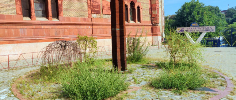 Небезпечний алерген замість квітів: в Ужгороді на меморіальній клумбі цвіте амброзія