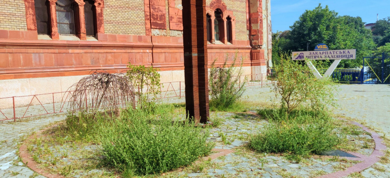 Небезпечний алерген замість квітів: в Ужгороді на меморіальній клумбі цвіте амброзія