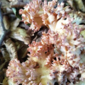 «Рогаті корали»: на Ужгородщині полюють за «курячими лапками»