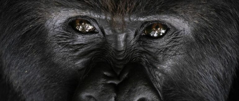 Спалах коронавірусу в зоопарку США: інфекцію підтвердили у 13 горил, одній з яких 60 років