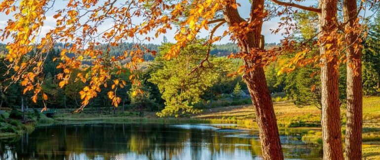 Стало відомо, коли до України прийде бабине літо: дати