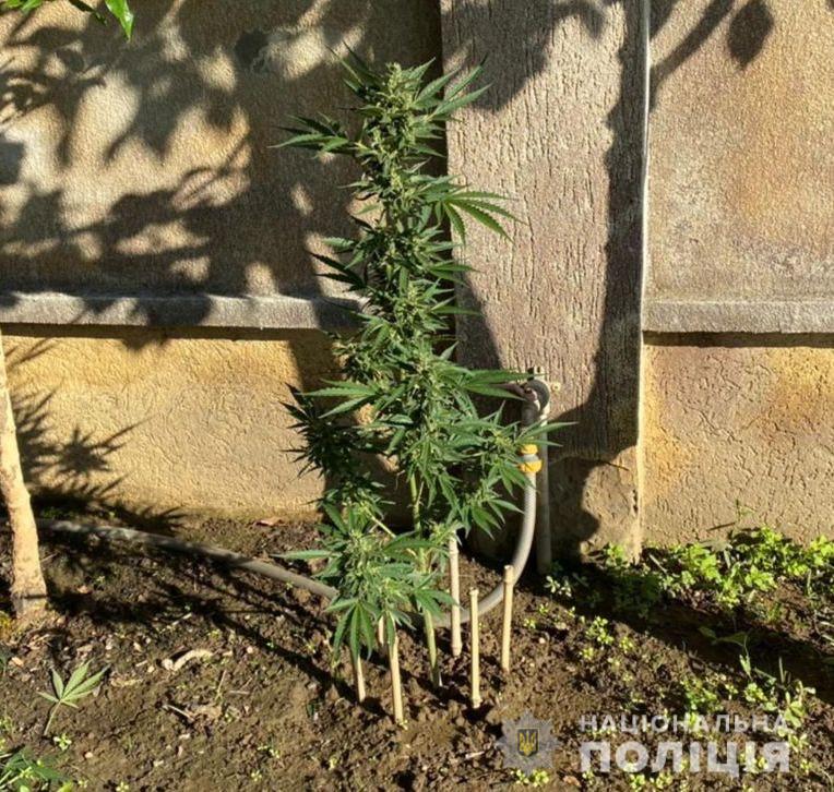 Під час обшуку в будинку закарпатця знайшли ростучі стебла коноплі та пристрій для їх викурювання