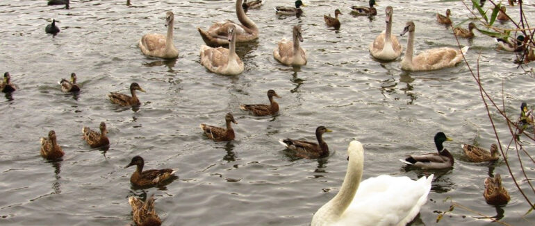 Лебеді-шипуни: зворушливі фото потомства ужгородських лебедів