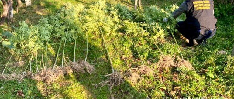 У молодого мукачівця вилучили 1 кг марихуани та рослини конопель