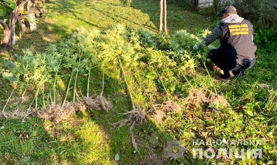 У молодого мукачівця вилучили 1 кг марихуани та рослини конопель