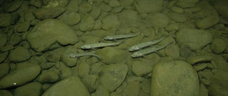 У річки Закарпаття випустили 10 тисяч мальків лосося