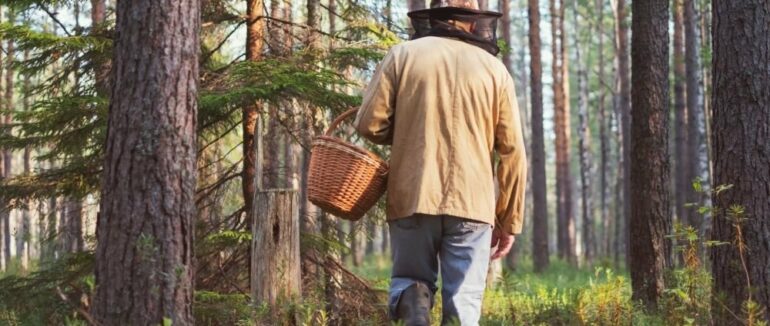 На Закарпатті загубились грибарі: рятувальники вночі проводили пошуки в лісі