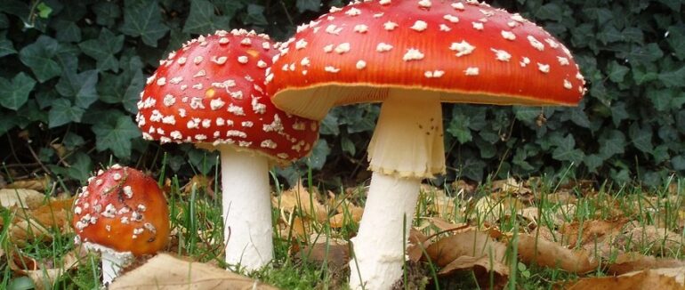 Вирішили відчути галюцинації: на Закарпатті 20-річна дівчина отруїлася мухоморами