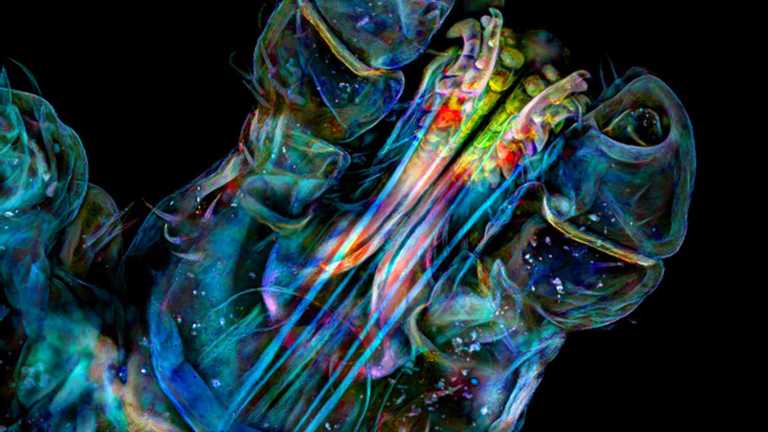 Голова кліща та крила метелика: 10 дивовижних фото, які розкривають красу мікроскопічного світу