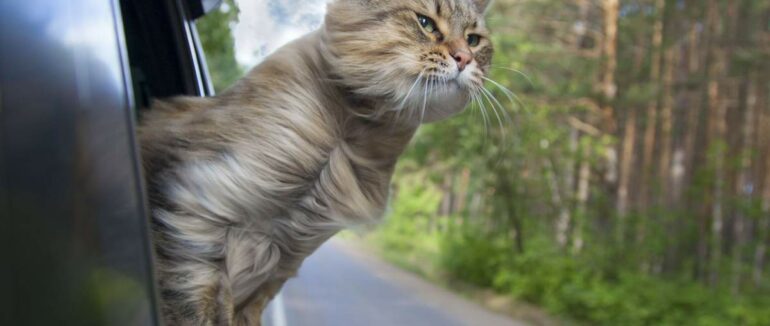 Синоптики прогнозують теплий та без дощів тиждень на Закарпатті