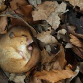 На Мукачівщині у лісі помітили рідкісну тварину