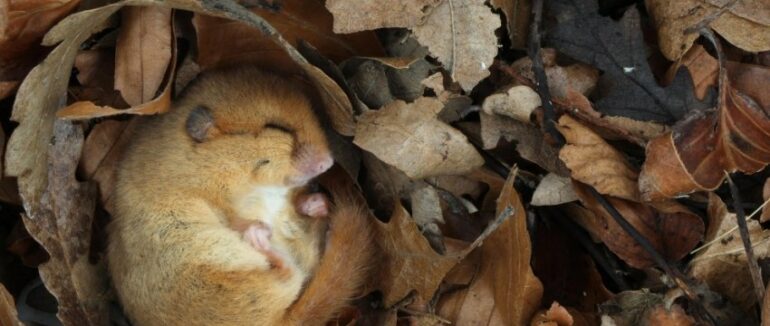 На Мукачівщині у лісі помітили рідкісну тварину