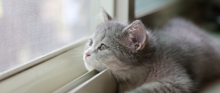 На Закарпатті очікують тепло й мінливу хмарність