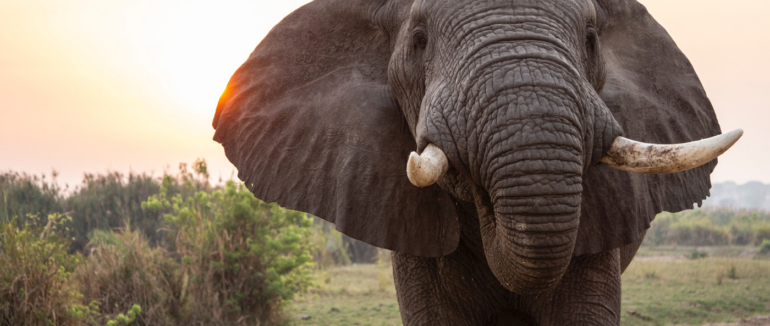Голодний слон проломив стіну, аби дістати мішечок рису