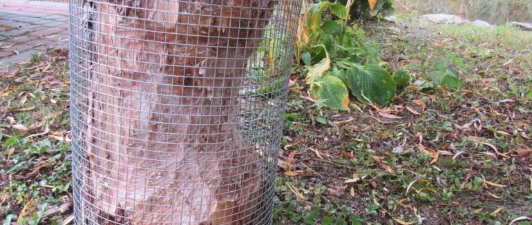 На Тячівщині завелись бобри – винищувачі дерев