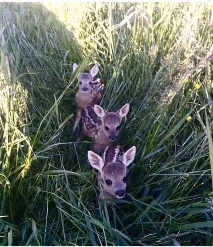 На території Закарпатського заповідника протягом літньо-осіннього періоду зафіксували несподіваних жителів