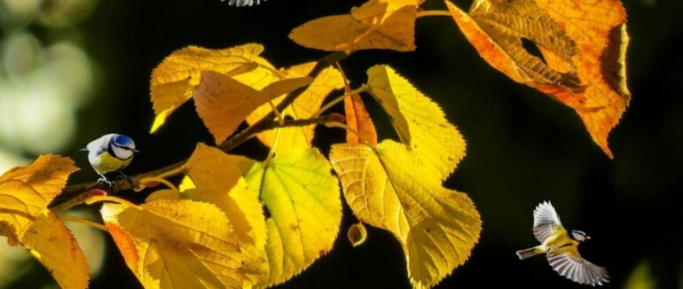 3 жовтня: який сьогодні день, свято, прикмети, традиції, День ангела