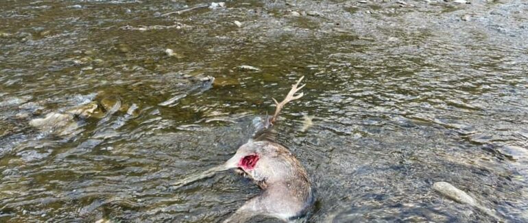 На Хустщині з’явилася невідома, сильна істота, яка вбиває оленів