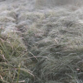 Зима примчалась і до Ужгородського району: на Перечинщині зафіксували перший мороз