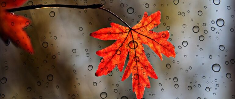 На Закарпатті сьогодні дощитиме, а у горах мокрий сніг