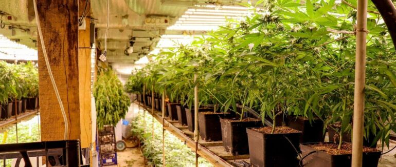 Закарпатці, які виростили 115 кущів коноплі взяли під варту