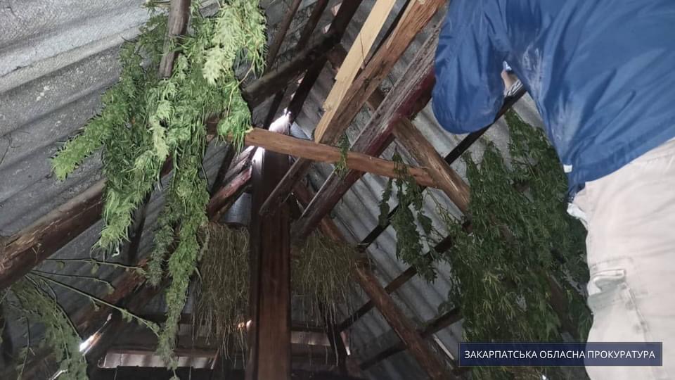 Зберігав велику кількість наркотиків: жителя Берегівщини взяли під варту