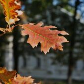 Сонячно, але холодно: прогноз погоди в Україні на перші вихідні жовтня