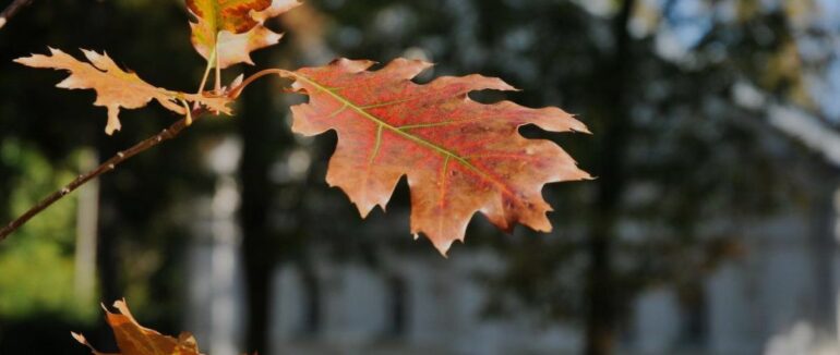 Сонячно, але холодно: прогноз погоди в Україні на перші вихідні жовтня