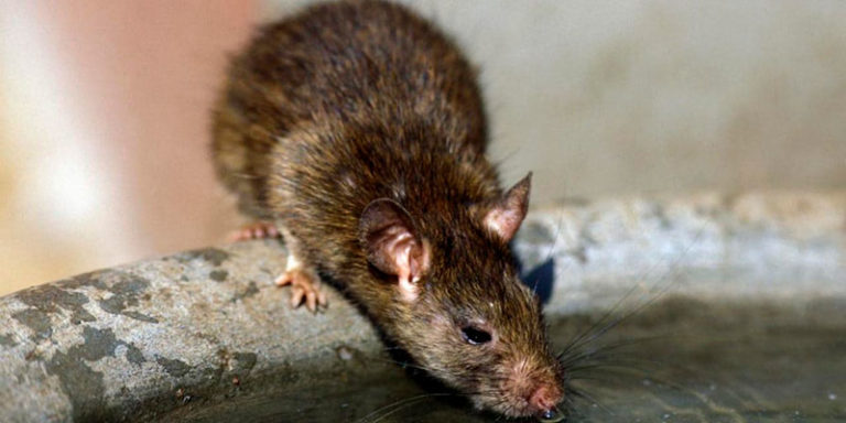 18-20 жовтня в Ужгороді будуть проводити дератизацію