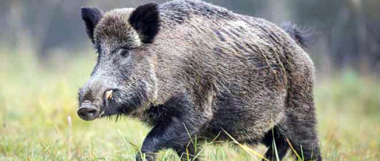 Не патрульний, але спинив водія та змусив похвилюватись: на Воловеччині на дорогу вибіг дикий кабан