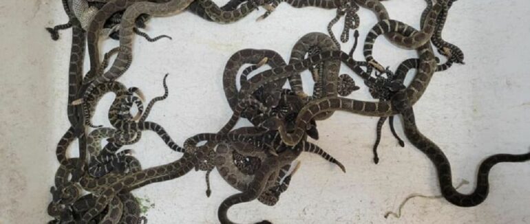 Будинок жінки окупувала майже сотня смертоносних змій