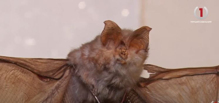 Санітари природи: в Ужгороді продовжують зберігати і популяризувати кажанів як захисників середовища (ФОТО, ВІДЕО)