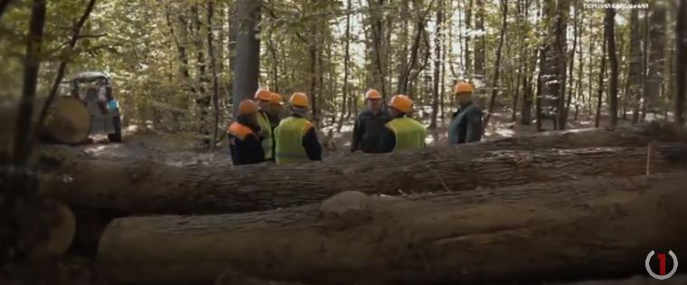 Паливні дрова: як пиляють та заготовляють дрова для котлів та камінів (ВІДЕО)