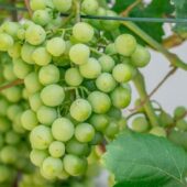 Виноградарський сезон на Закарпатті цьогоріч кращий за минулорічний