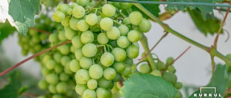 Виноградарський сезон на Закарпатті цьогоріч кращий за минулорічний