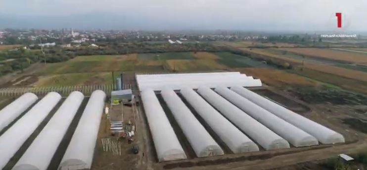 Агро-бізнес на Затисянщині: у Королеві звели потужний тепличний комплекс (ФОТО, ВІДЕО)