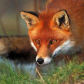 Нашестя голодних лисиць: руді хижаки наводять страху на жителів Перечинщини