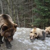 На Закарпатті ведмеді готуються до зимової сплячки