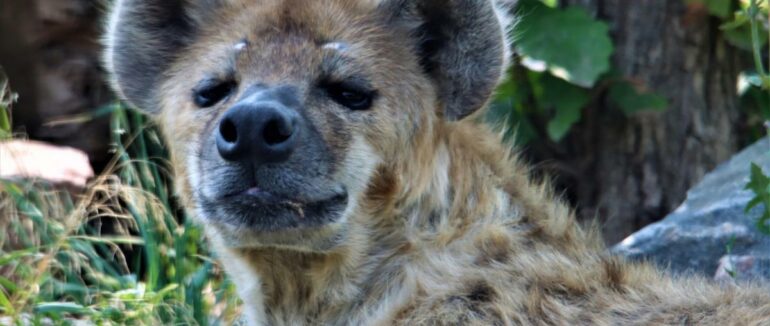 Гієни в американському зоопарку заразилися коронавірусом