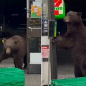 У США бурий ведмідь зайшов у маркет, попередньо скориставшись санітайзером