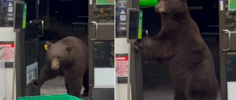 У США бурий ведмідь зайшов у маркет, попередньо скориставшись санітайзером