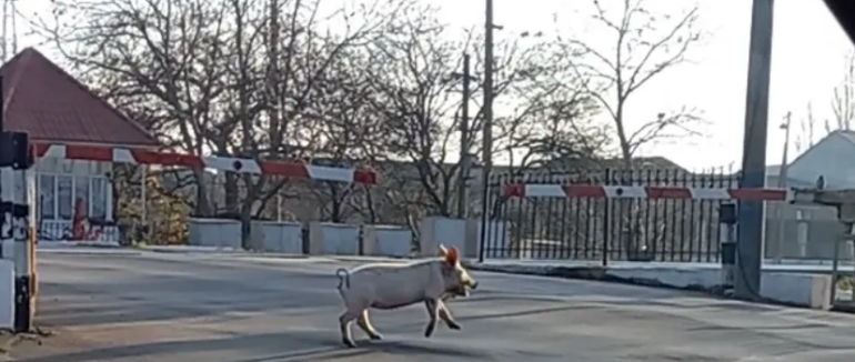 В Мукачеві на переїзді незвичний пішохід потішив водіїв