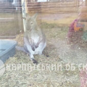 На Закарпатті з’явилися кенгуру