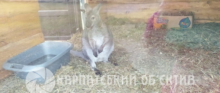 На Закарпатті з’явилися кенгуру