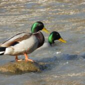 У Рахові на річці помітили диких качок